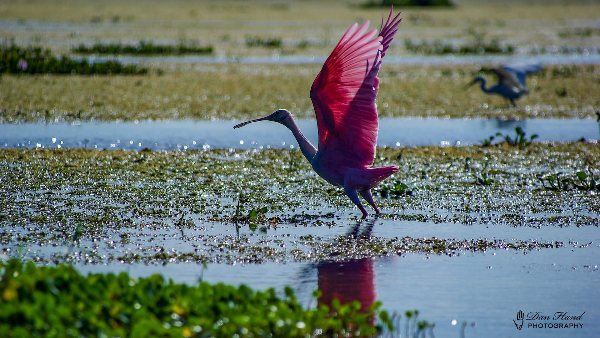 Roseate Spoonbill