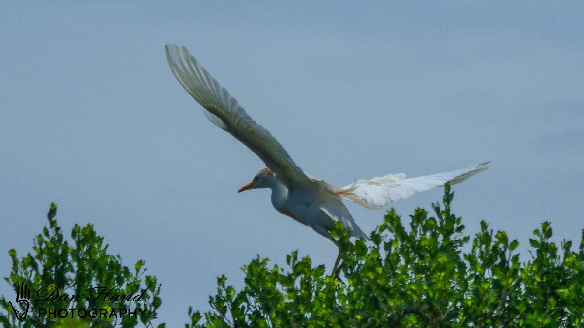 Cattle Egret