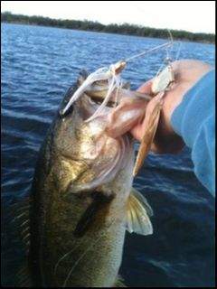 Another bass in the boat