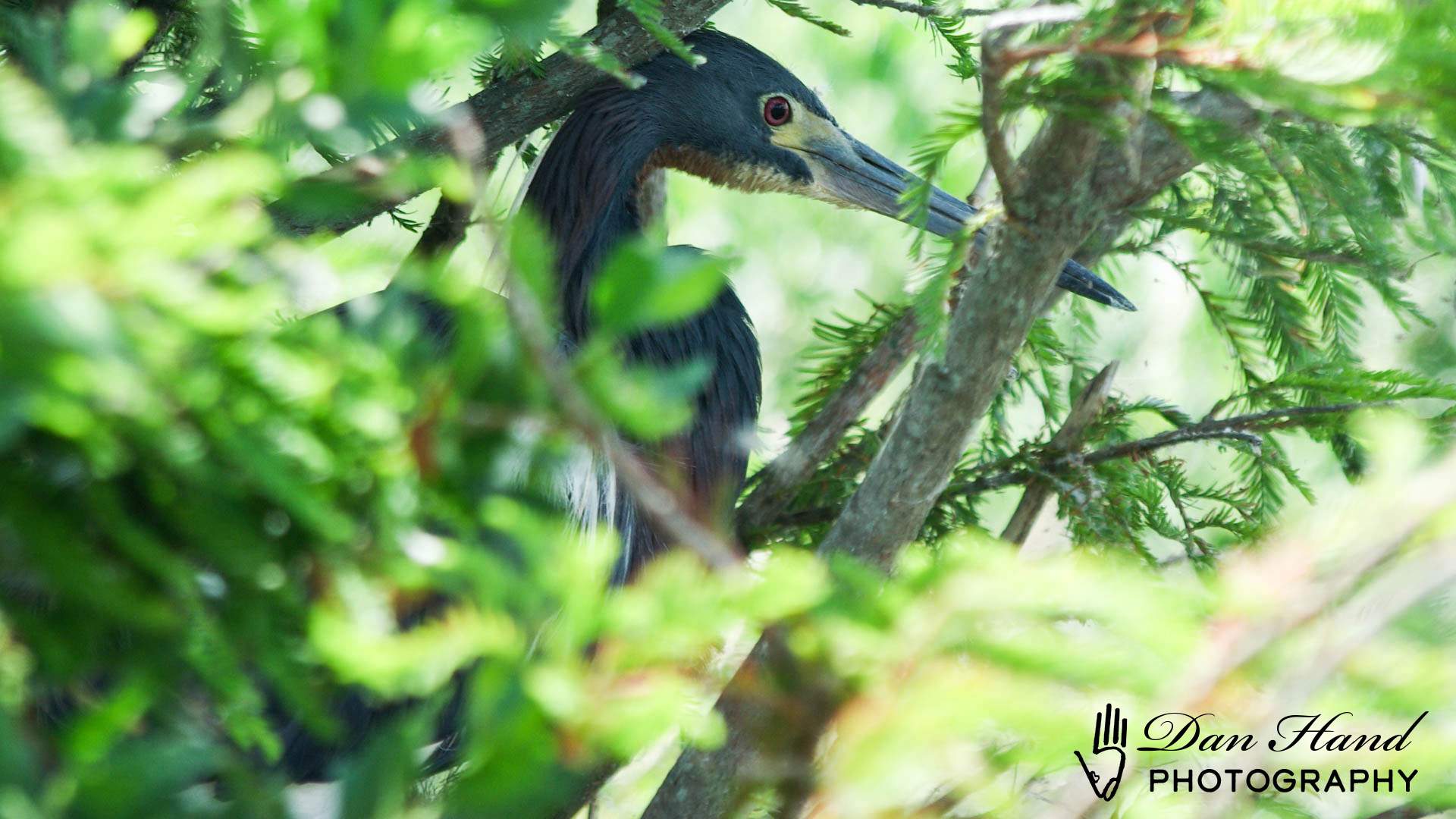 Tricolored Heron