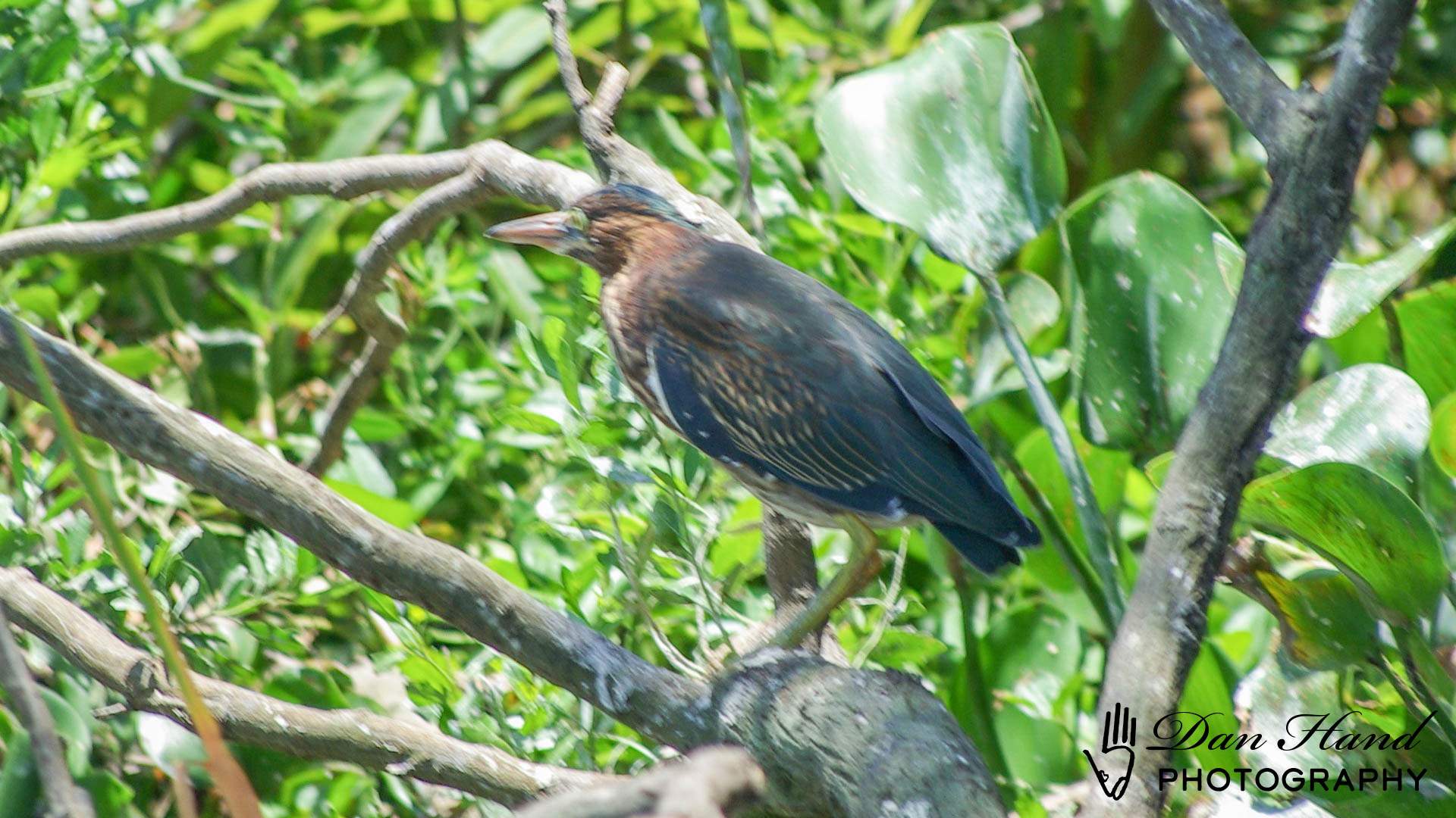 Green Heron