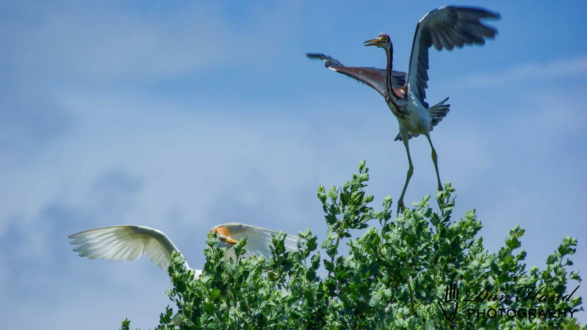 A Cattle Egret and a Tricolored Heron