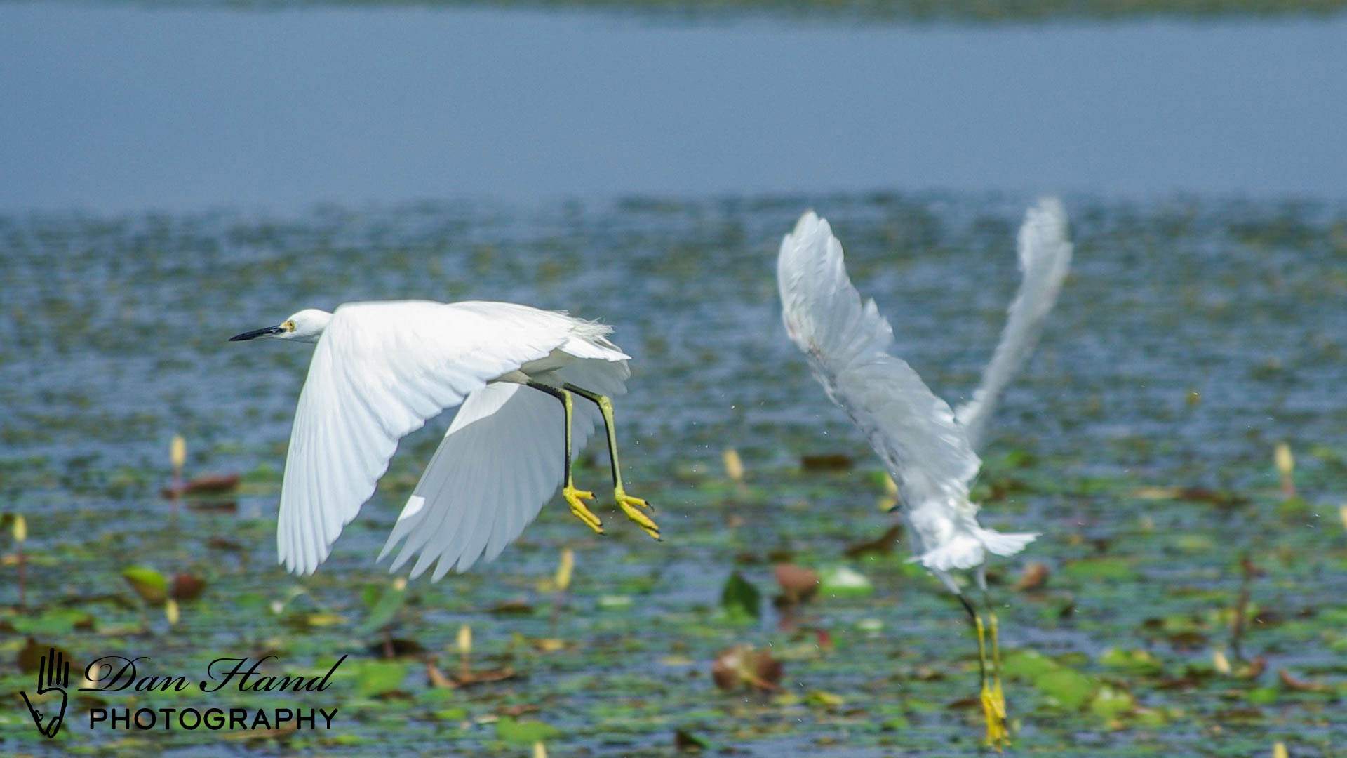 Snowy Egrets