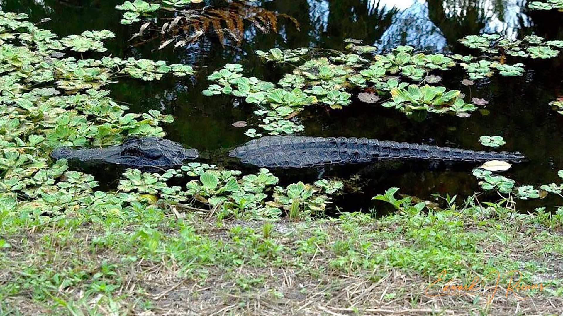 American Alligator