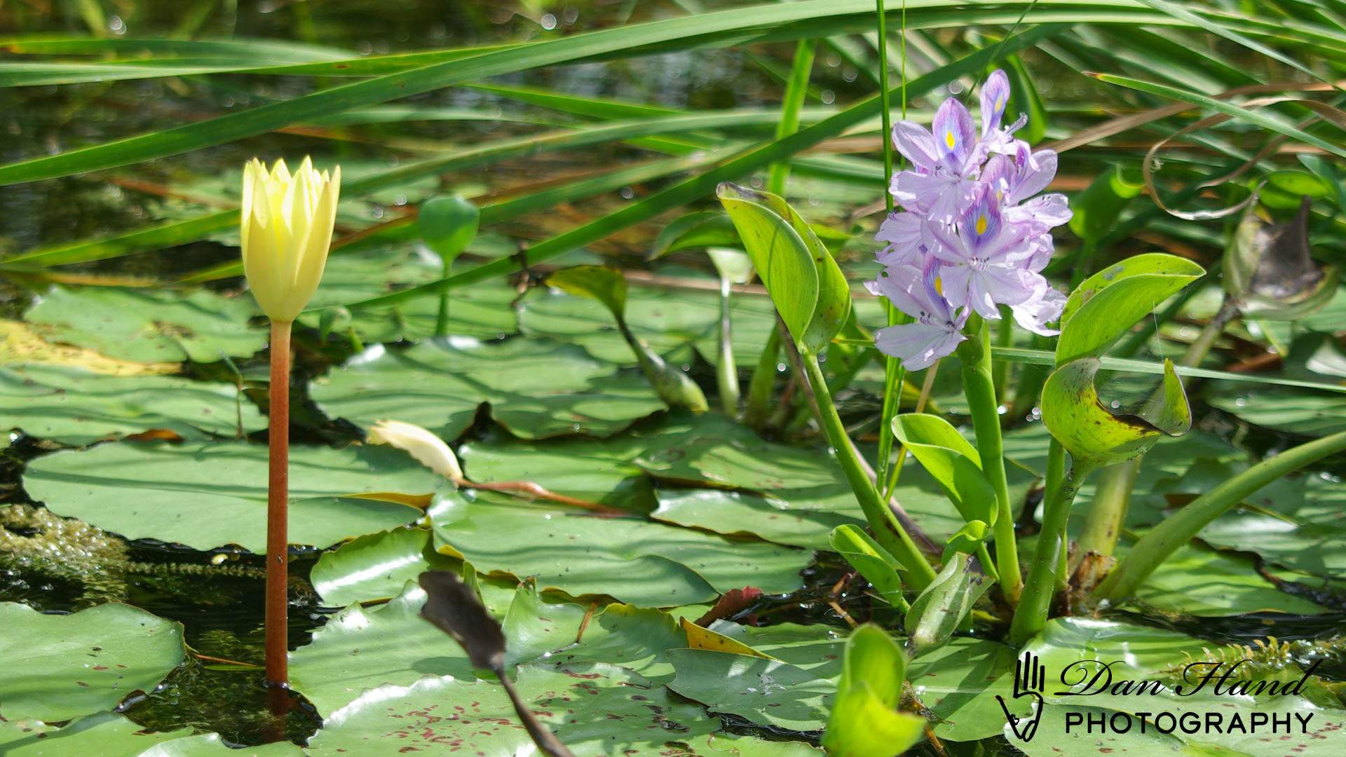 A Water Lilly and a Purple Water Hyacinth