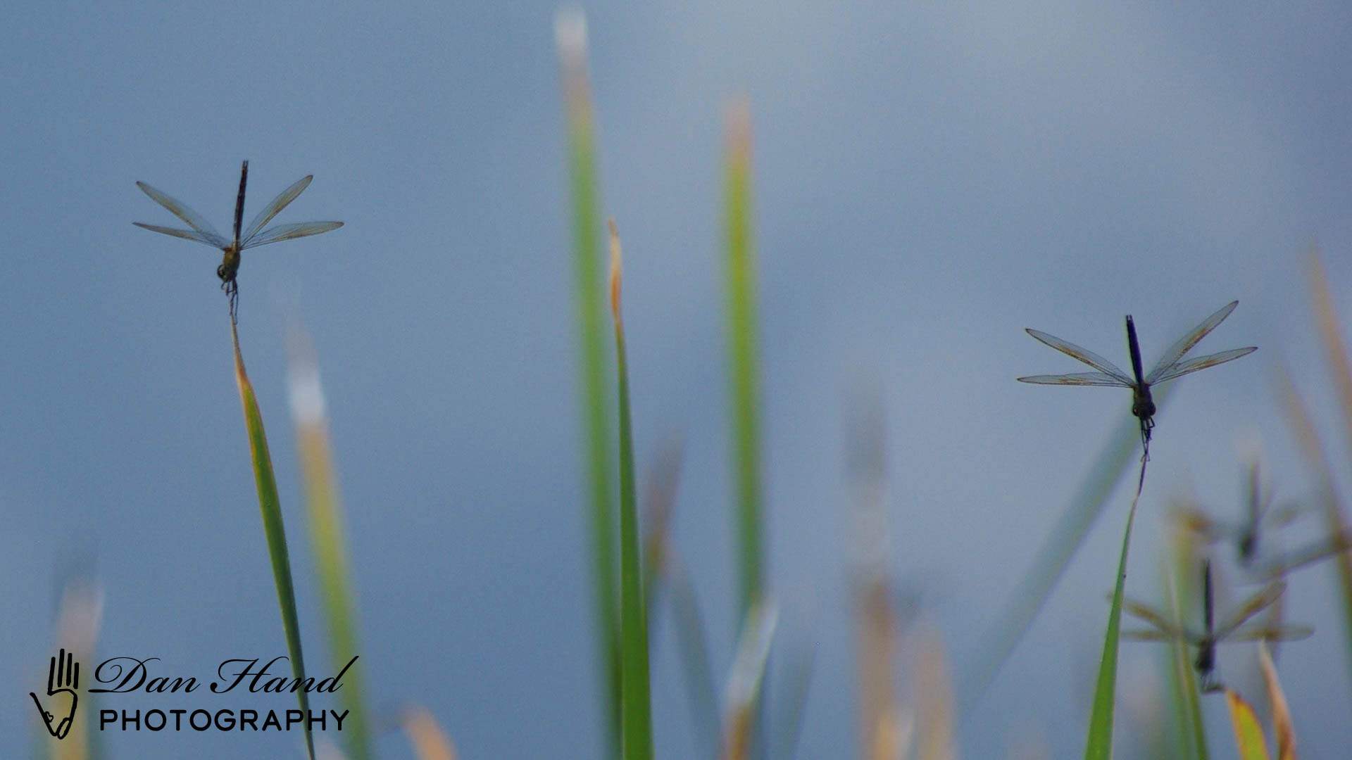 Dragonflies