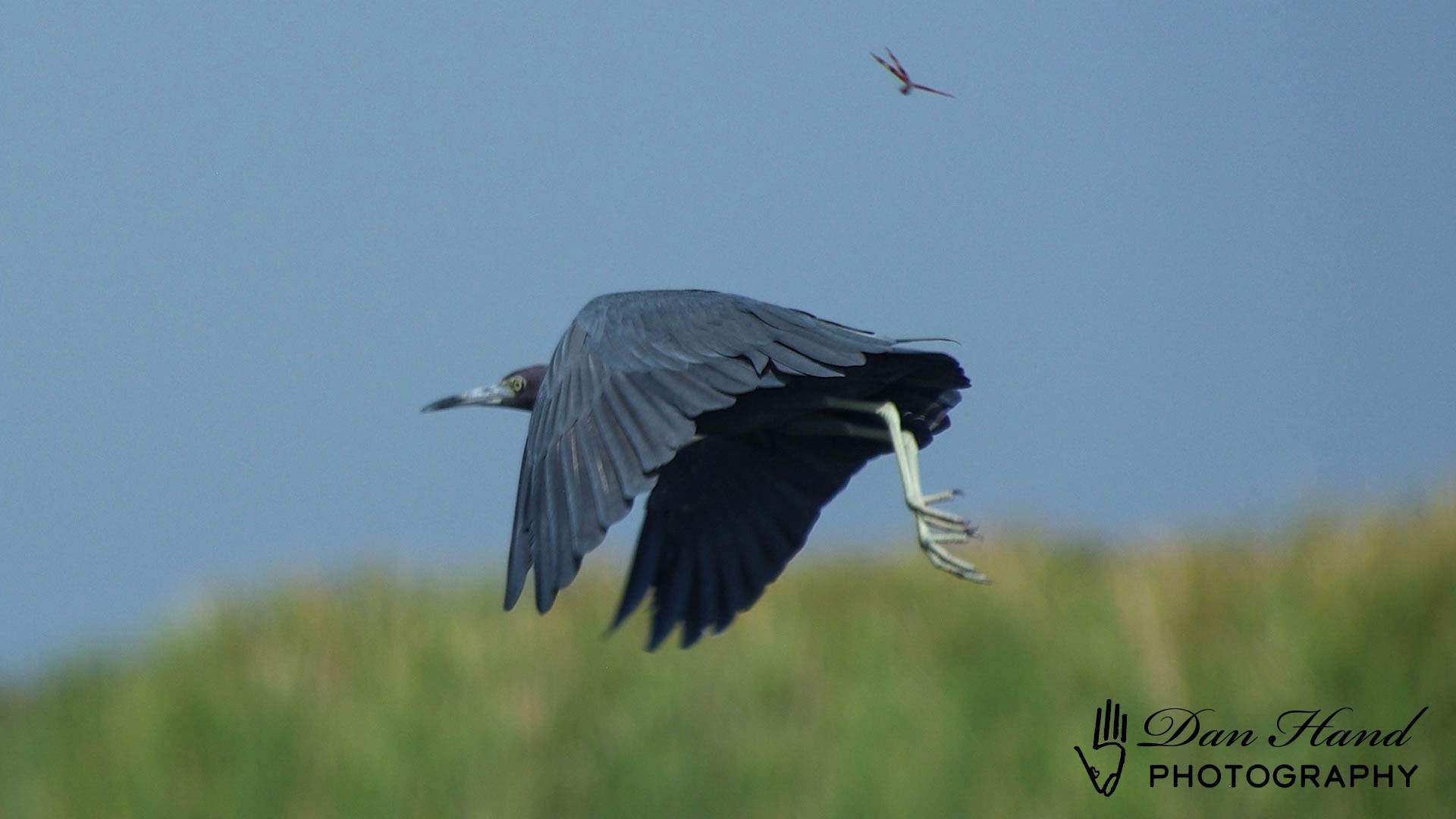 Little Blue Heron