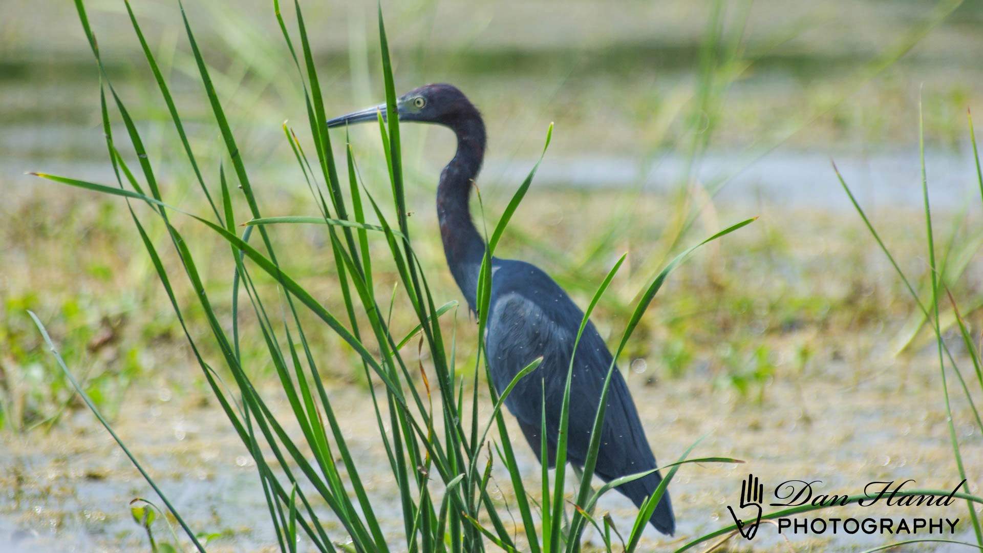 Little Blue Heron