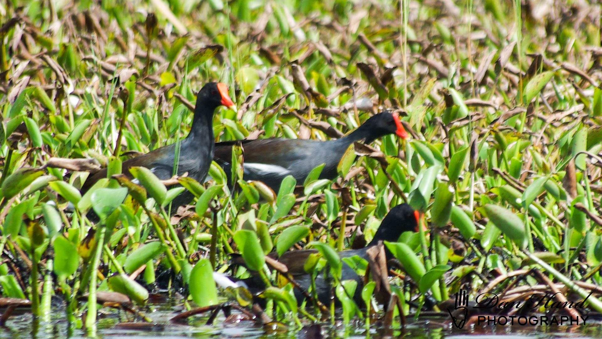 Common Gallinule