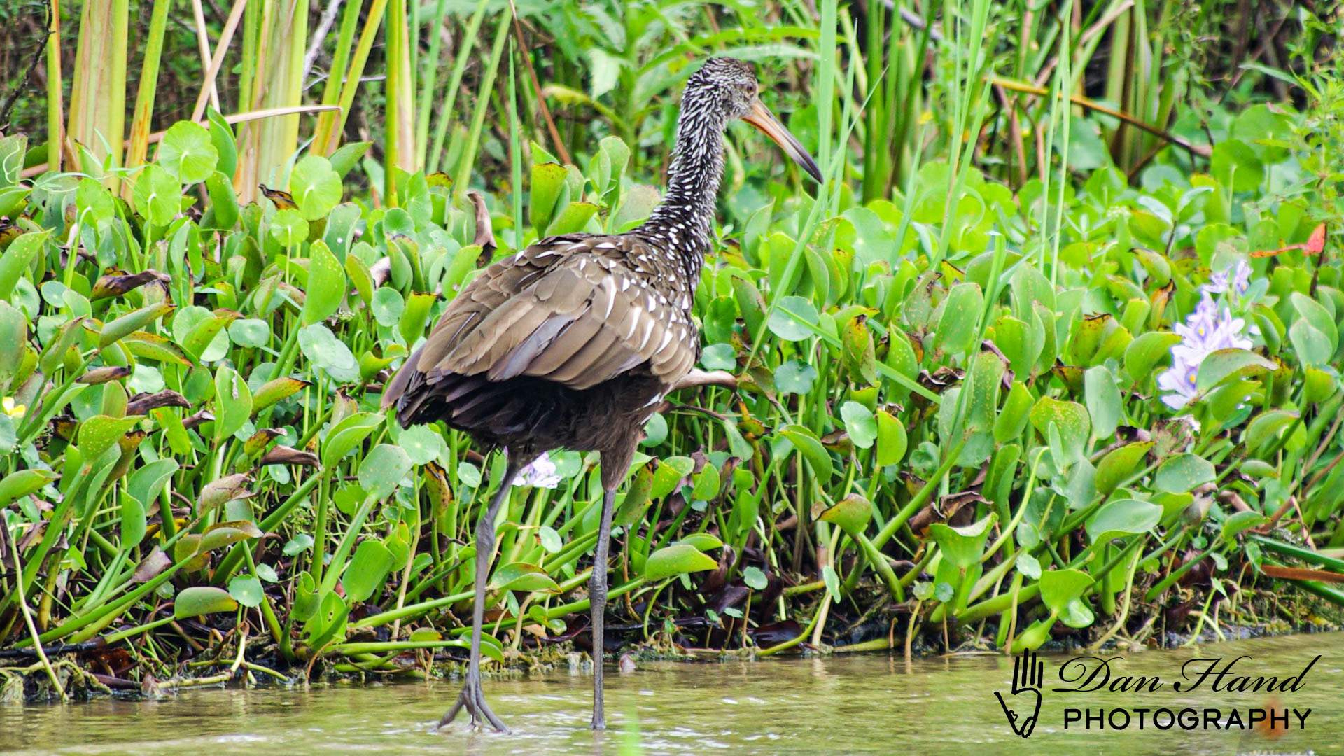 Limpkin