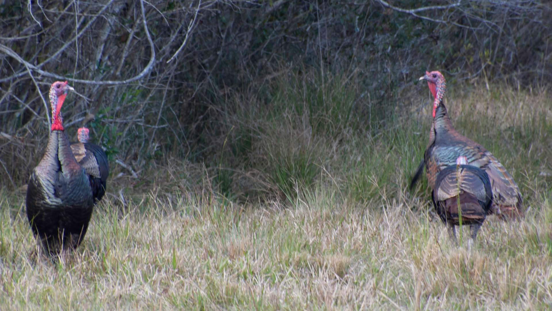 A rafter of wild Turkeys