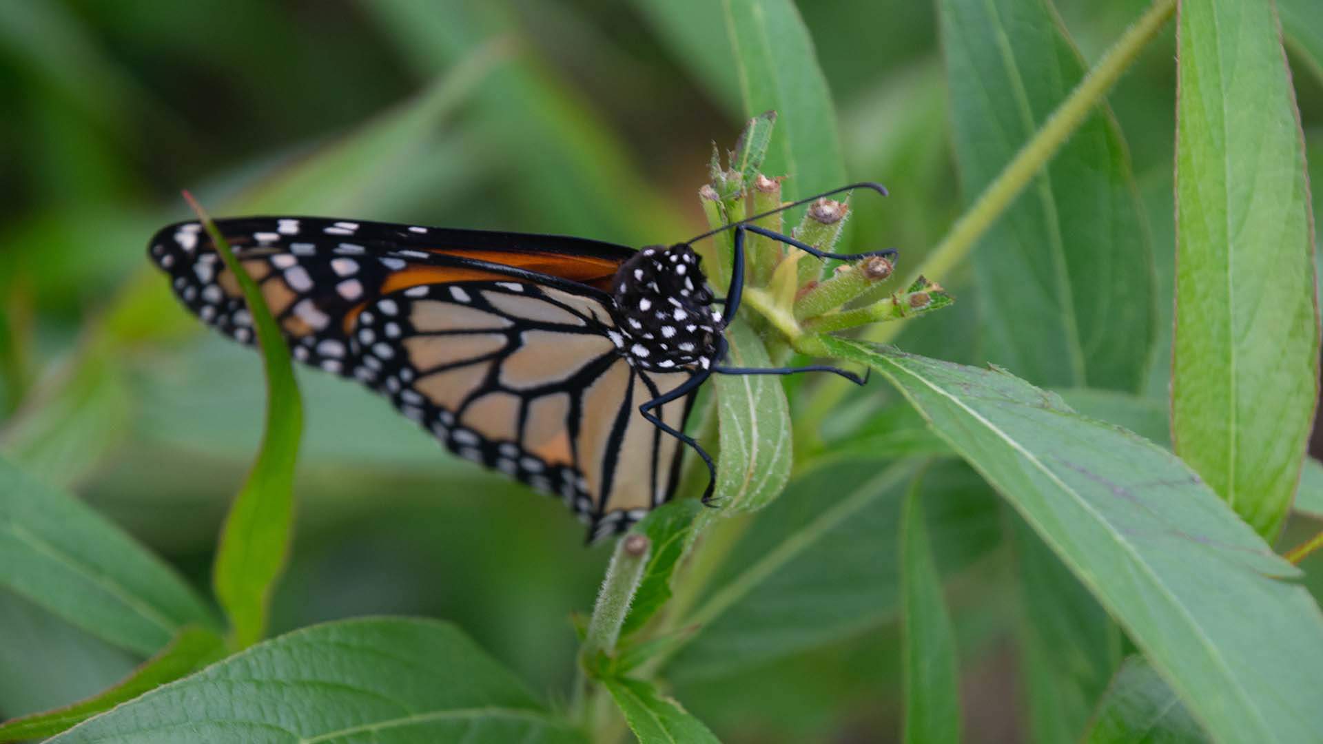 Monarch Butterfly