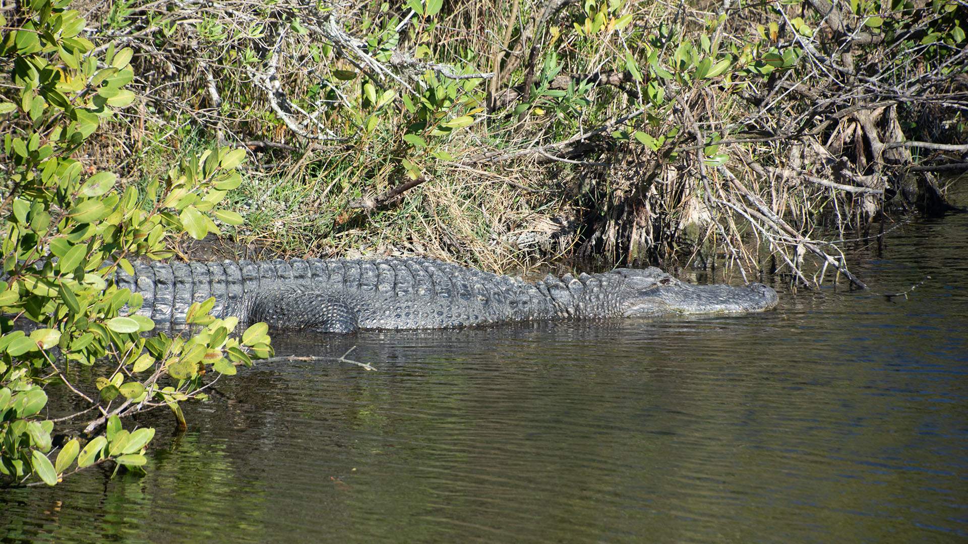 American Alligator