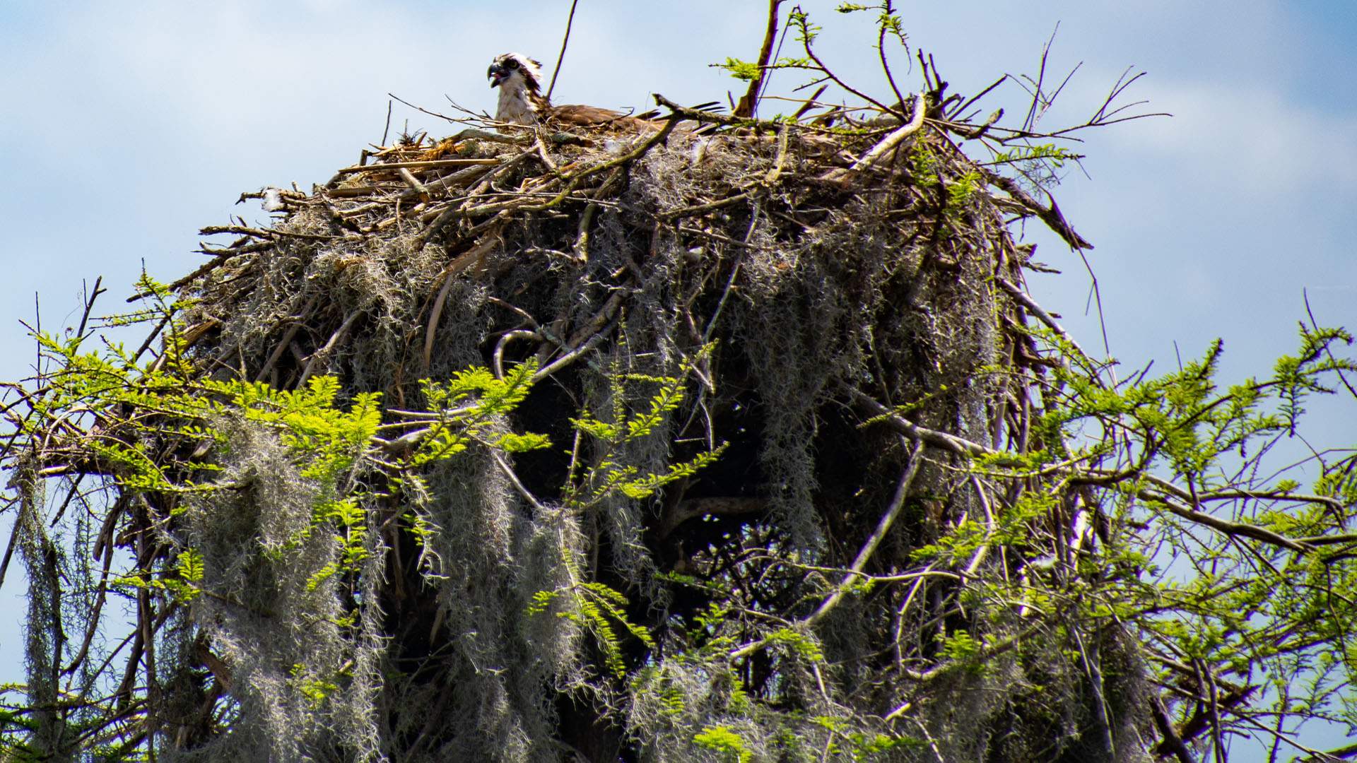 Osprey in a nest